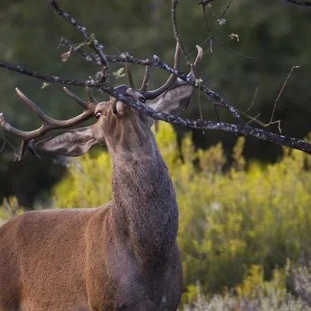 Hospederia El Pico Del Fraile * Cobreros