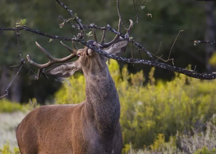Hospederia El Pico Del Fraile * Cobreros